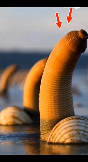 “Geoduck – The Giant Clam You Won’t Believe Exists!”