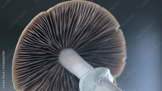 Macro close-up video of psilocybe cubensis magic mushroom gills and spores, golden teacher psychedelic fungi lamellae structure