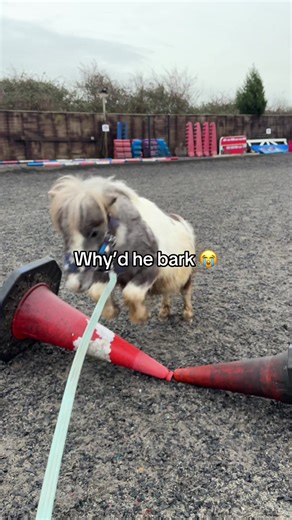 Understanding Equestrian Behavior: Why Do Horses Bark?