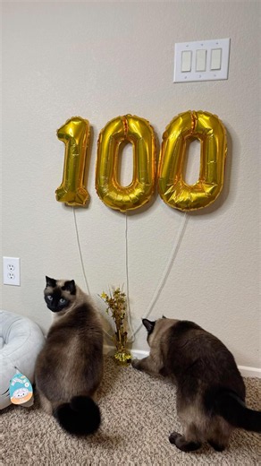 Thank YOU For 100 Subscribers!! 🥳😍🫶🏼 We L❤️VE Our Online Fur Friends! 🐾🐱💛