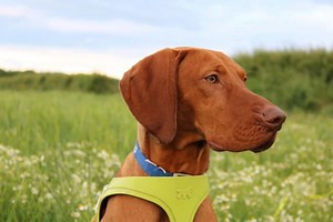 2.1K views | Buddy the Hungarian Vizsla has completed his 2 week...