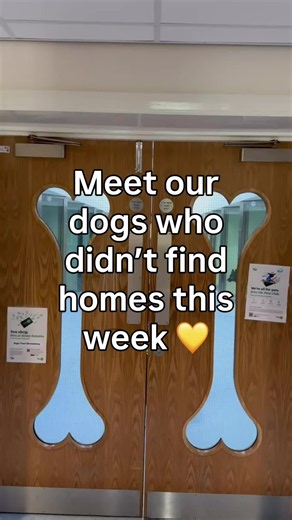 Dogs for Adoption Shrewsbury - Dogs Trust Shropshire Rescue Dogs