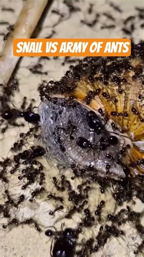 snail vs army of ants
