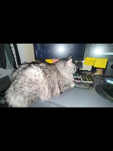 omg my pepper, she’s gotten sooo big 😭😭 #maincooncat #fyp #xyzbca