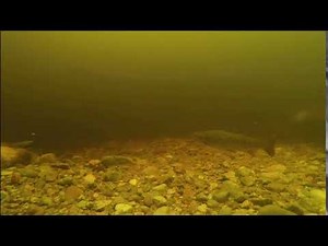 LOCH NESS - enormous creature seen on underwater camera