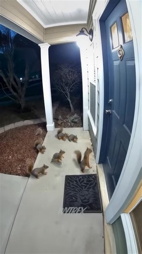 A bunch of squirrels rang my doorbell and ran away 😂🐿️ #squirrel #cctv #ring | Wade Wytrex