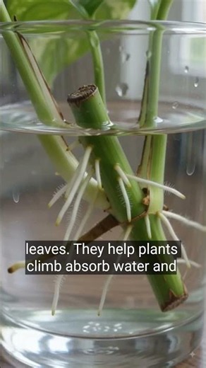 Adventitious roots