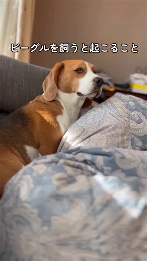ビーグルの魅力とスヌーピーの関係