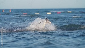 dog in the water at sea. Happy marbled border collie jumping,, swimming