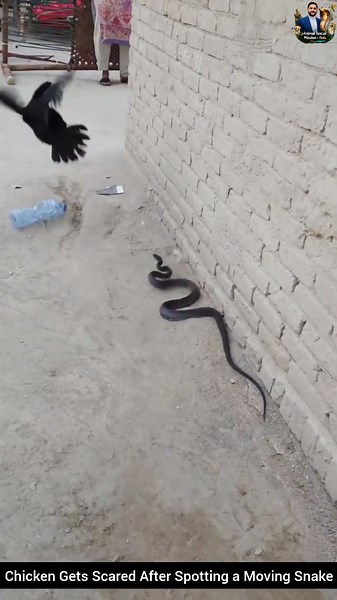 Chicken Gets Scared After Spotting a Moving Snake #snake #wildliferescue #wildlifeentertainment