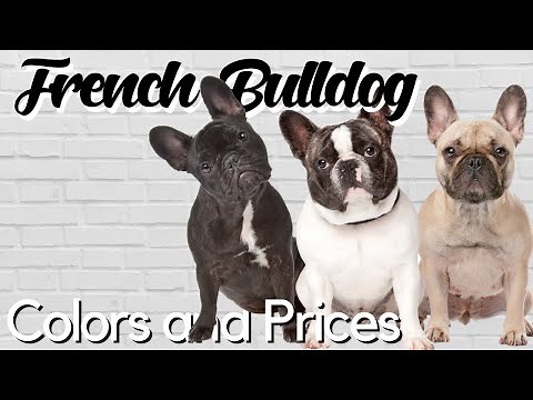 Standard and Exotic French Bulldog Colors Explained + PRICE BREAKDOWN