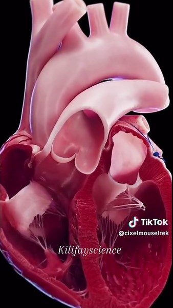 Le cœur : organe vital et son fonctionnement