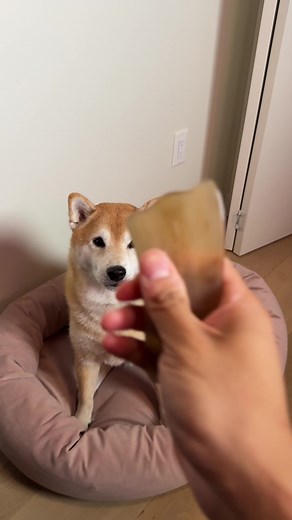 Transform Your Dog's Behavior with This Sigma Hack | Yeedasu