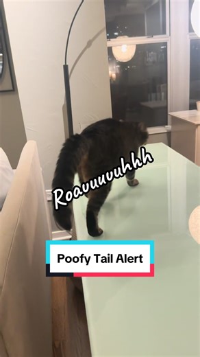 Roaring for the weekend! #roar #cat #gato #wildcat