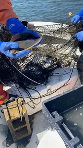 Out on the water with Massachusetts Division of Marine Fisheries John Logan, Mike Blanco and Steve Voss in search of winter flounder in Falmouth. | Cape Cod Commercial Fishermen's Alliance