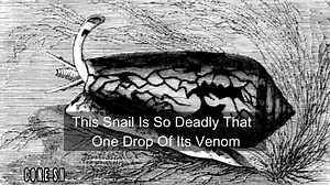 922K views · 2.2K shares | 10 Most Dangerous Animals In the World-If You See Any Of These Run Fast! Last One Is Very Dangerous | Facts that will blow your mind | Facebook