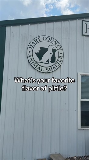 Comment your favorite flavor of pittie below! ⬇️ #pitbulllove #pittielove #hartcountyanimalshelter #shelterdogs #spayandneuter