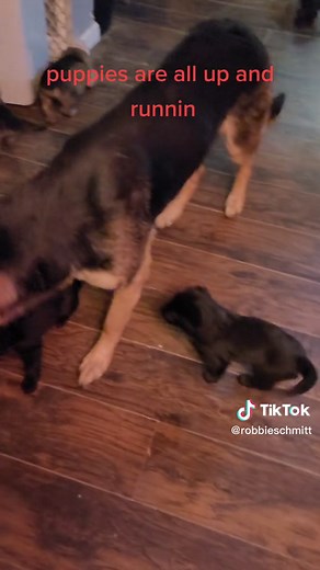 shepadoodle puppies enjoy our memories along with us