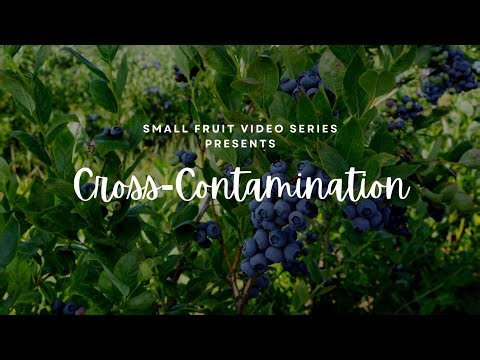Small Fruit Video Series: Cross contamination (C 1300-02)
