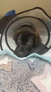 Miraculous Recovery After a Tiny Puppy Was Found Alone Near Railway Tracks Fighting to Survive