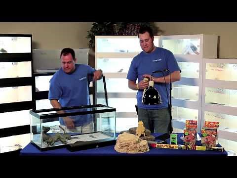 Bearded Dragon Husbandry, Proper Caging and Lighting- Carolina Classic Dragons