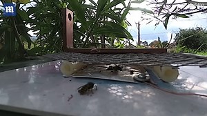 Moment an unsuspecting wasp EXPLODES in slo-mo on bug zapper