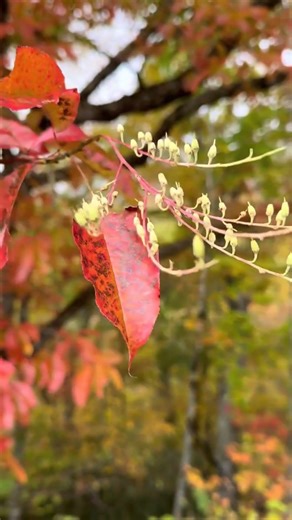 These incredible trees can be found across a good portion of the east coast and have an absolutely