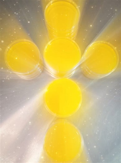 Every agar plate I pour is crafted with attention and love 💛 These freshly poured plates shaped into a cross, a reminder that even the smallest work can reflect care and intention. 🌈 Each order is made to order, vibrant, sterile, and ready for your mycelium adventures Perfect for isolating cultures, spotting contaminants early 🔍, or adding a little joy to your lab 🎨 📏 Sizes: 60mm (cute & compact) | 90mm (classic perfection) 🧼 Sterile & 💉 ready to inoculate 📖 “Let all that you do be done 