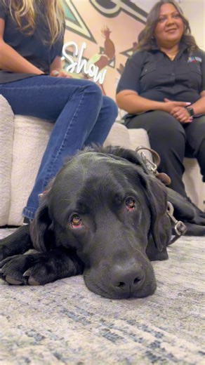 18-month-old guide dog in training, Caleb is here to help launch the Shades Day campaign with the SA Guide-Dogs Association 🐕‍🦺❤️ Want to show your support? Guide Dog Mobility Instructor Megan Reid & Marketing Manager, Toni Erasmus, shares how. Find out more 👉 guidedog.org.za/donate #ExpressoShow | Expresso Morning Show - SABC 3