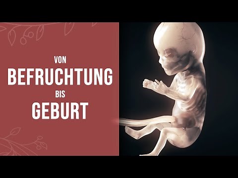 Pregnancy - How a small miracle is created (animation)