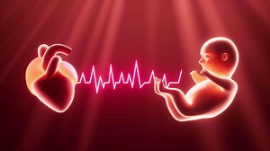 Human embryo model and fetal heartbeat , 3d rendering.