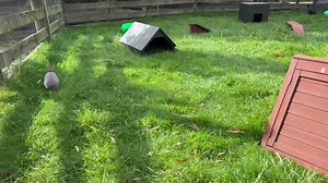 1.4K views · 67 reactions | Have you seen the rabbits or guinea pigs checking out their new playground? : Bounty exploring the new playground for the first time. | Orana Wildlife Park | Facebook