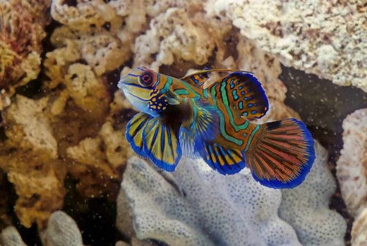 Mandarin Goby: Care, Tank Size, Food, Tank Mates & More - Fish Laboratory