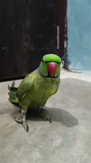 Why This Parrot Sounds Like a Human