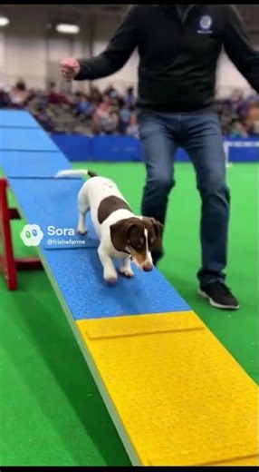 The Underdog: Dachshund Triumphs in AKC Agility Course