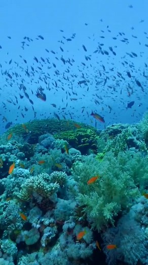 Preserving the Red Sea Reefs: Our Responsibility