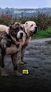Top 5 Toughest Guard Dogs in the World #dogvlog #Kangal #CaucasianShepherd