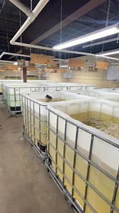 14K views · 122 reactions | Searching for the BEST tank mates for...