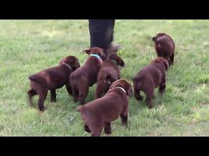 Chocolate Lab Puppies For Sale