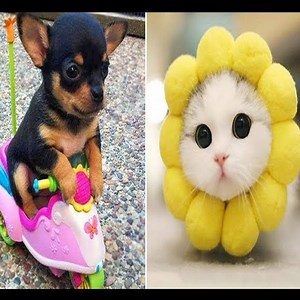 823K views · 3.7K reactions | Baby Animals  Funny Cats and Dogs Videos Compilation 2020 | Cute Pets | Facebook