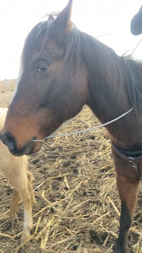 When mothering up in the cornfield gets boring #CorollaCrossStep #cowboyshit #farming #warbridle #goodhorses