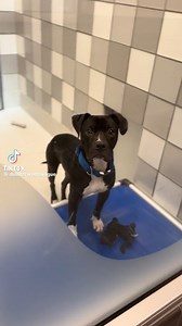 “Take a chance on me.”- Polo 🐾 This 8-month-old boy is eager to please, loves to play, was house trained in the past, and did well with older kids. Is he perfect? You tell us ❤️ https://www.ddfl.org/adoption-share/?id=A1314973 | Humane Colorado