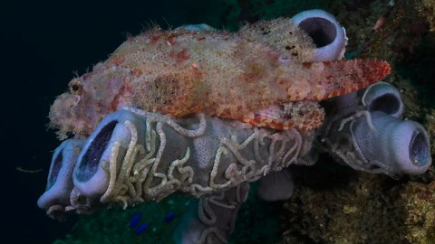 Real Moments in the Wild – Unscripted Nature in 4K