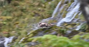 Video: Elk Violently Dies Falling off Waterfall
