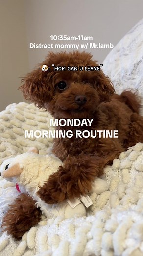 Monday Morning Routine with My Teacup Goldendoodle