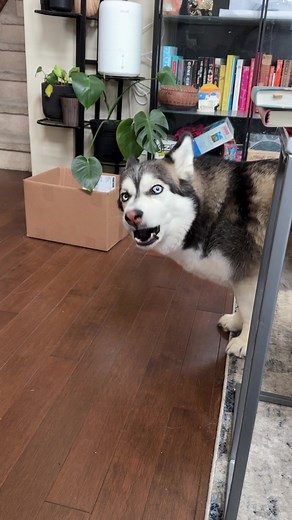 Funny Corgsky Puppy Video Compilation