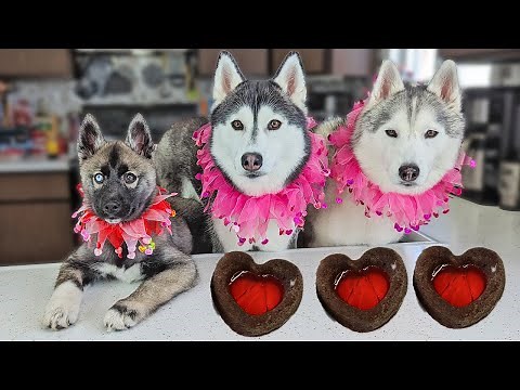 Husky Puppy FIRST Time Making Dog Treats!