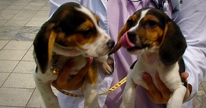 For 100,000 bucks, this South Korean biotech firm will clone your dog