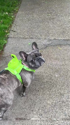 Found the cutest backpack for Ivy 😭💀 - its on our shoplist if you wanna find (insta) #frenchie #frenchbulldog #puppy #dog #dogclothes