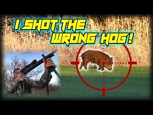 Hog Hunting with the CZ 600 Alpha 7.62x39!